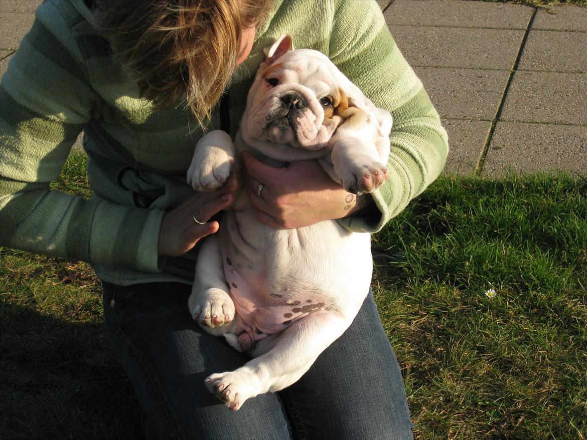 Engelsk bulldog Augusta - Ups ik min mave...:) billede 11