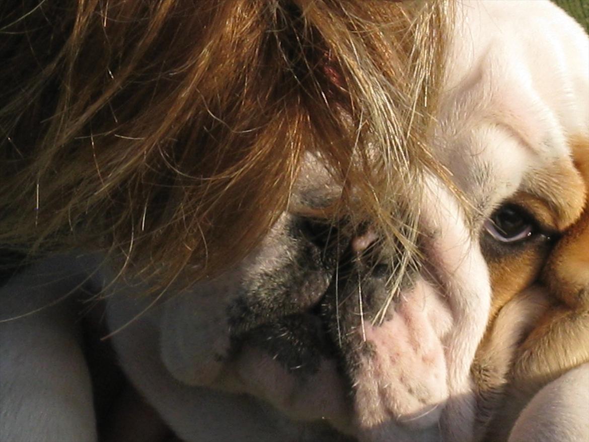 Engelsk bulldog Augusta billede 12