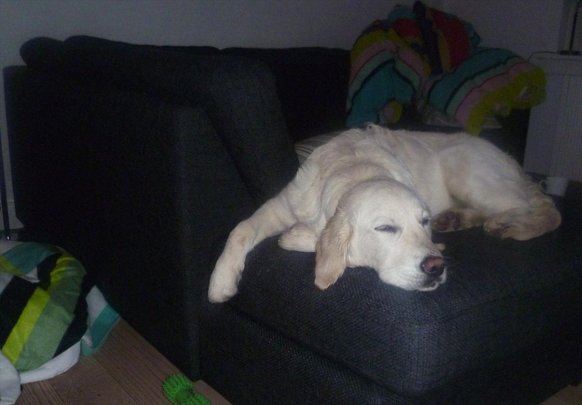 Golden retriever Nova (Vesterlands Gammie) billede 9