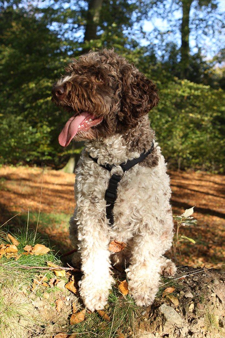 Lagotto romagnolo Balu - Balu i langesøskoven :-) <3 billede 18