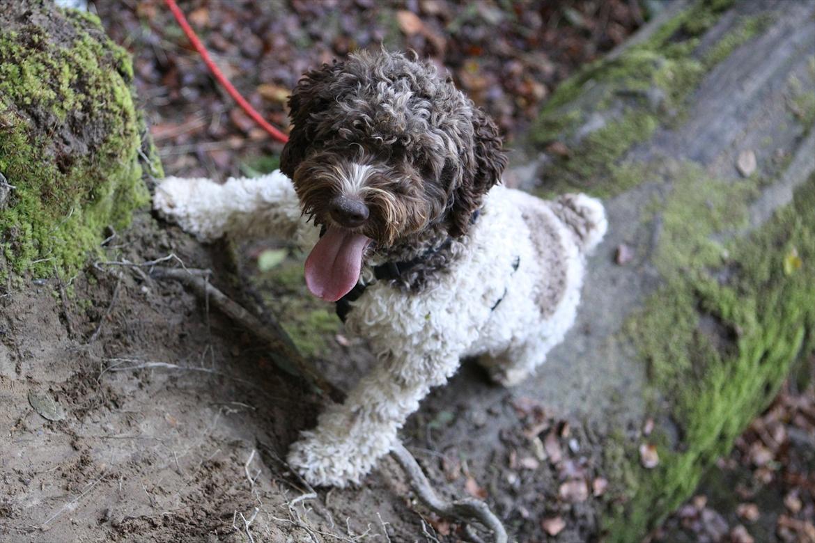 Lagotto romagnolo Balu - The climber :-D  billede 1