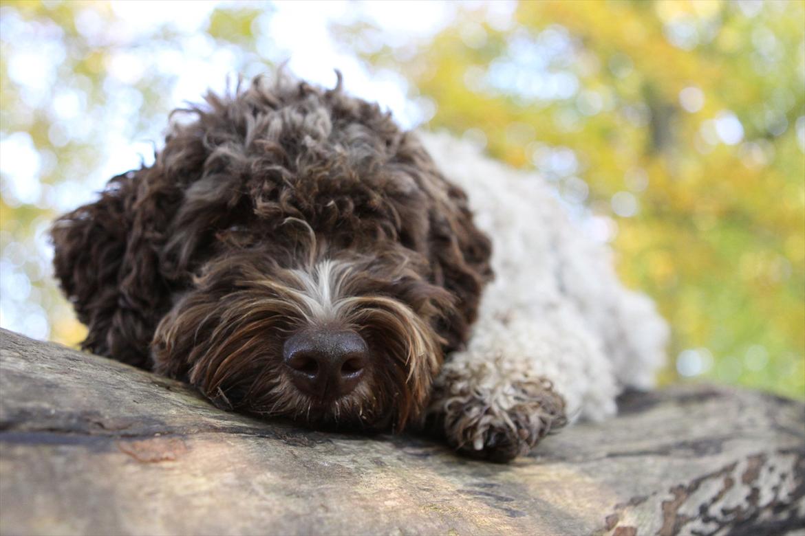 Lagotto romagnolo Balu - En dejlig træt basse <3 billede 19