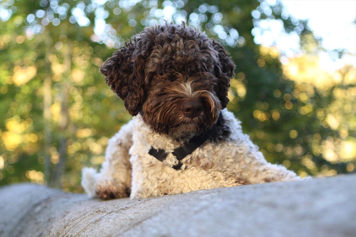 Lagotto romagnolo Balu - Smuksakken over alle :-) <3 billede 20