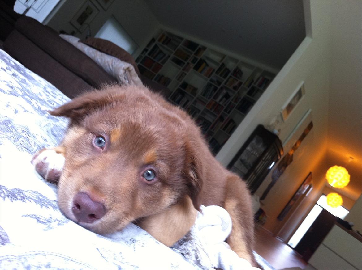 Australian shepherd Silas - Velkommen til :) Her er Silas 8 uger gammel, dagen efter vi fik ham, lige vågnet :o) billede 1