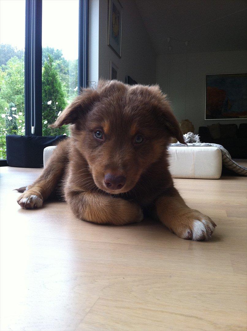 Australian shepherd Silas - 8 uger gammel, lidt træt :) billede 2