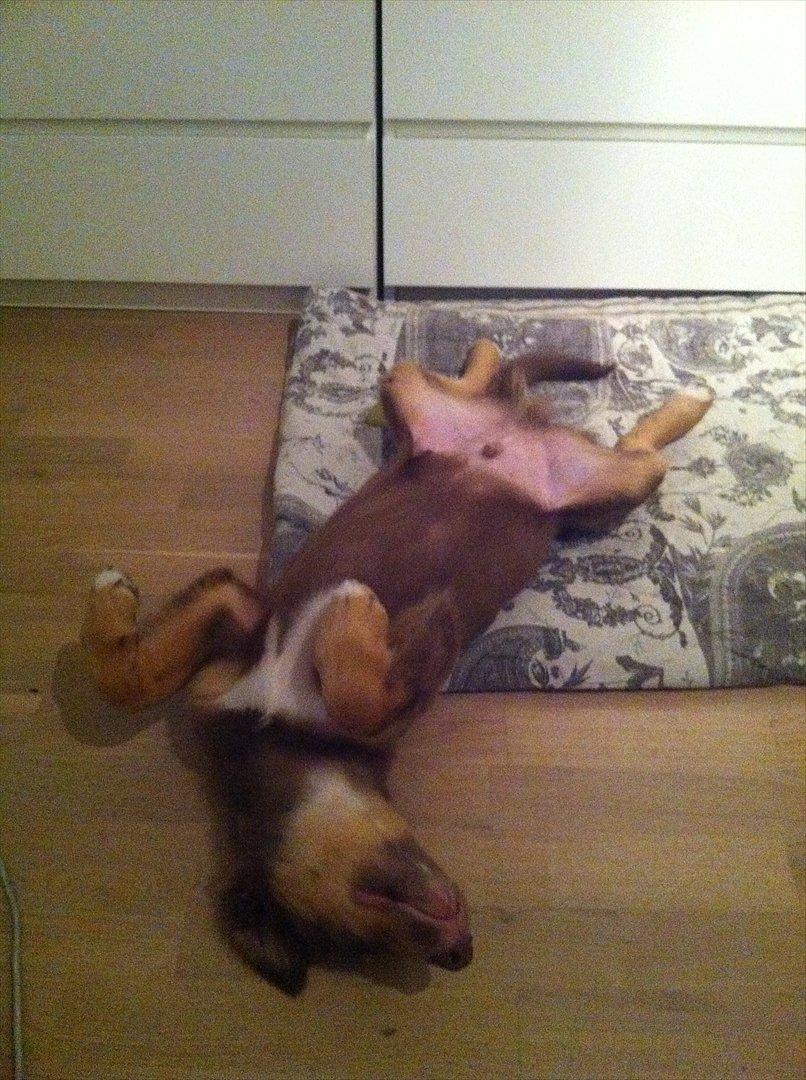 Australian shepherd Silas - Ikke mange kan se så søde ud i den stilling ;) billede 3