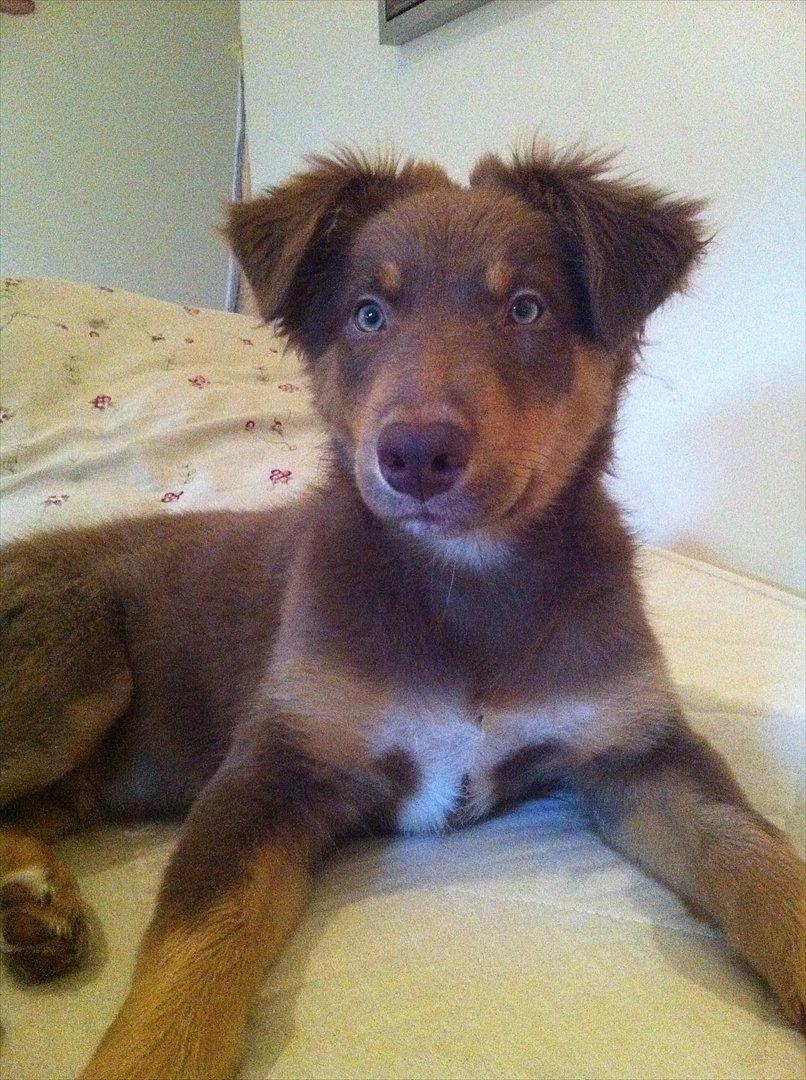 Australian shepherd Silas - 12 eller 13 uger gammel, en rigtig hyggenus :) billede 4