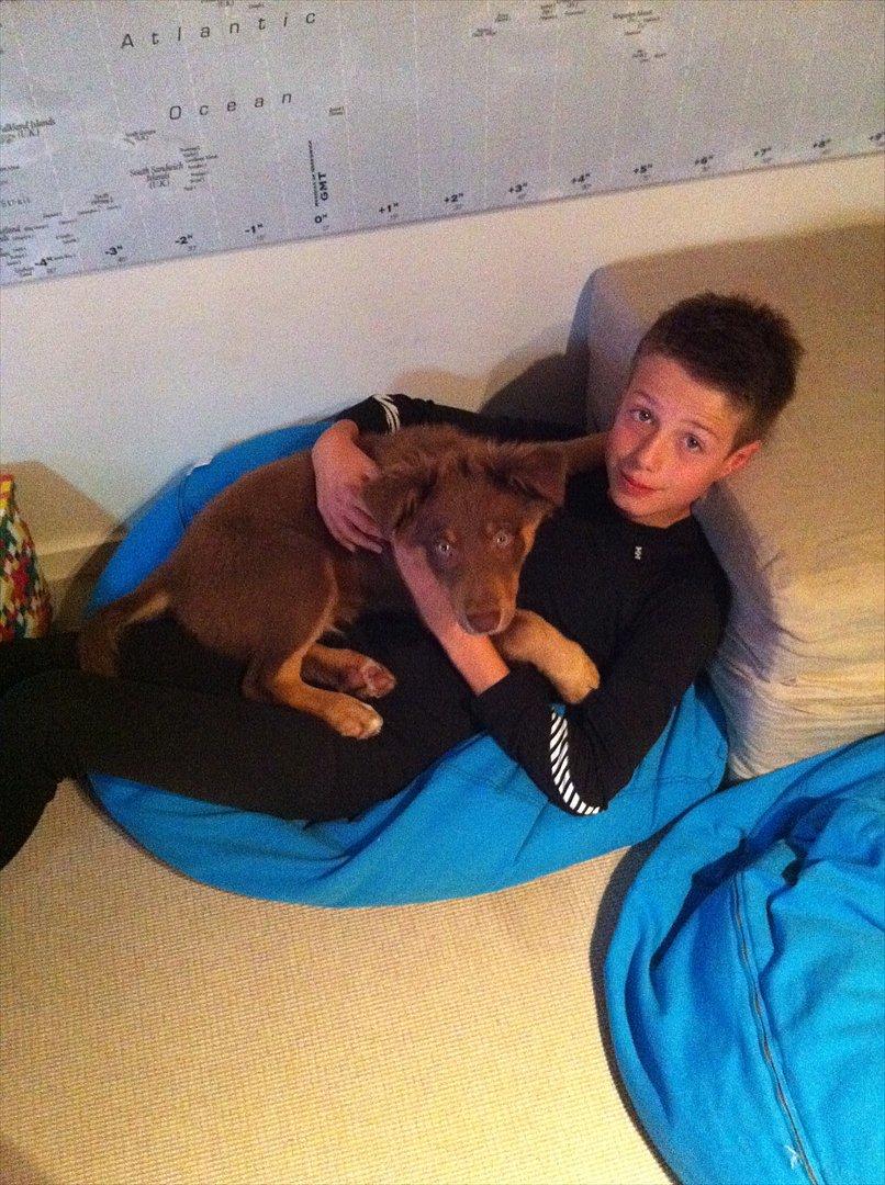 Australian shepherd Silas - Hygger med lillebror :) billede 5