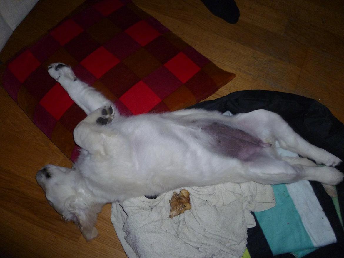 Golden retriever Nova (Vesterlands Gammie) billede 10