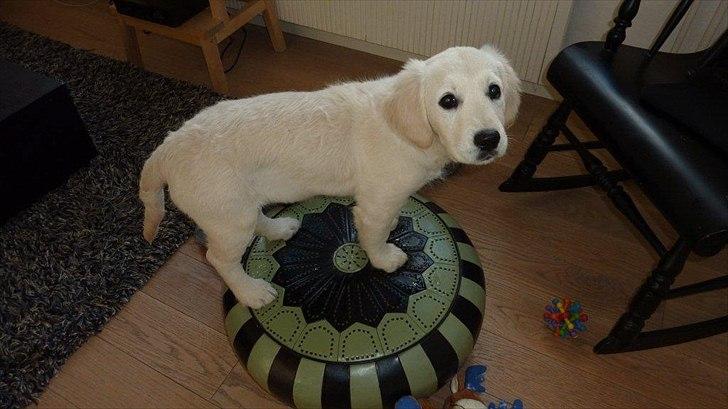 Golden retriever Nova (Vesterlands Gammie) billede 11