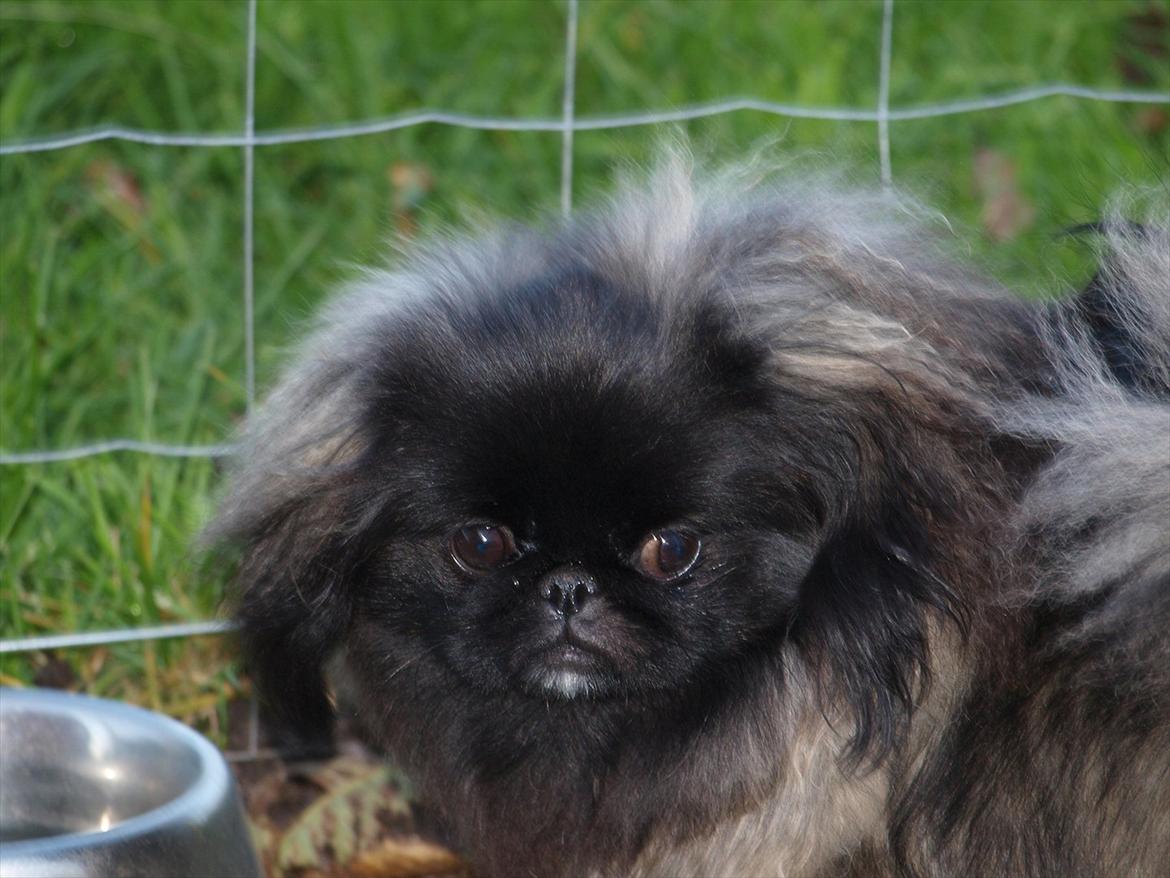Pekingeser Cita AKA Bulldozeren billede 16