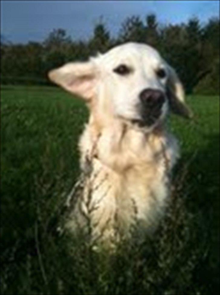 Golden retriever Nova (Vesterlands Gammie) billede 12