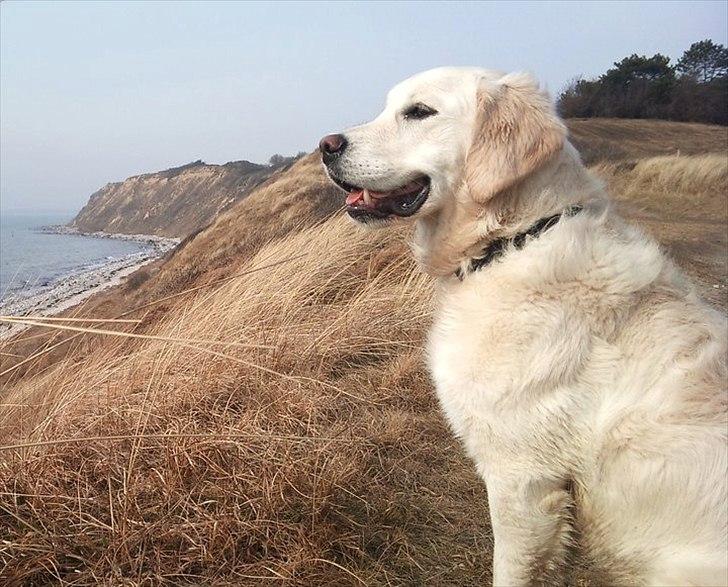 Golden retriever Nova (Vesterlands Gammie) billede 2