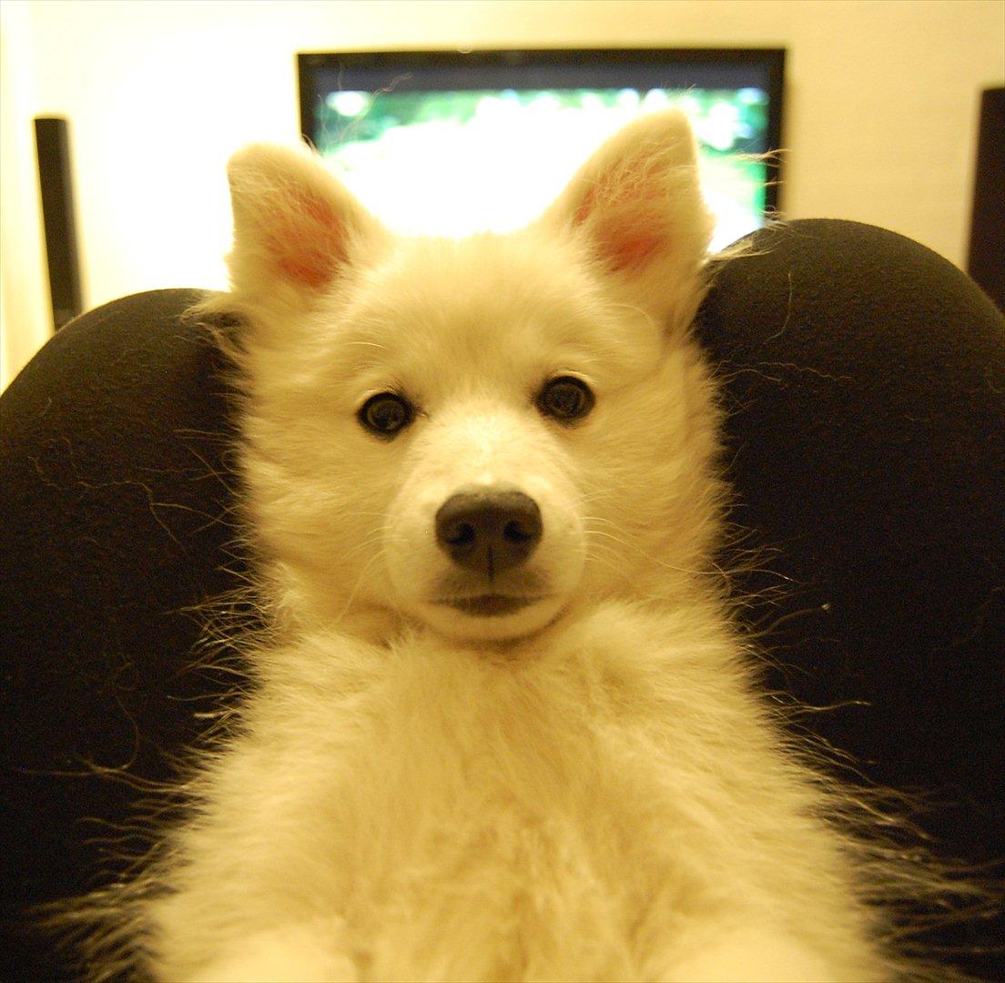 Japansk spids Selina - 6 måneder. Sofa hygge. billede 9