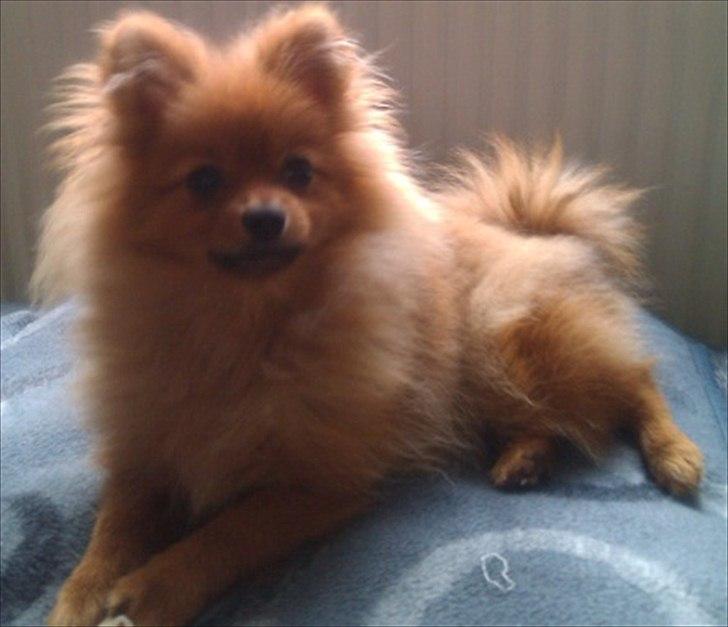 Pomeranian Mila billede 5