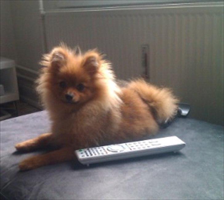 Pomeranian Mila billede 6