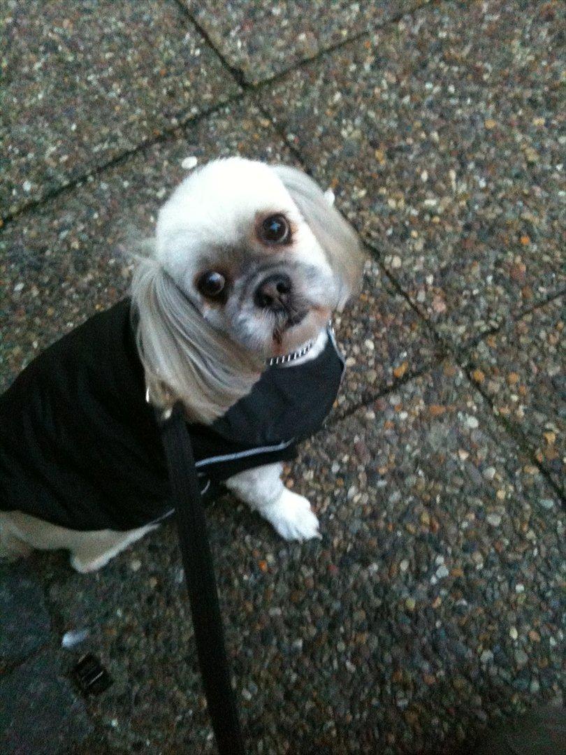 Lhasa apso '~'Emmi'~' 4 år - Er jeg ikke fin?:O) billede 16