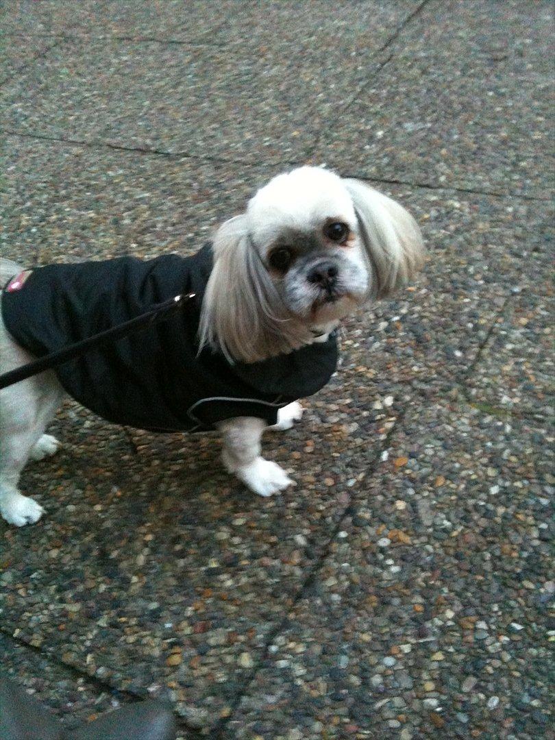 Lhasa apso '~'Emmi'~' 4 år - Så er jeg blevet klippet:O) billede 17