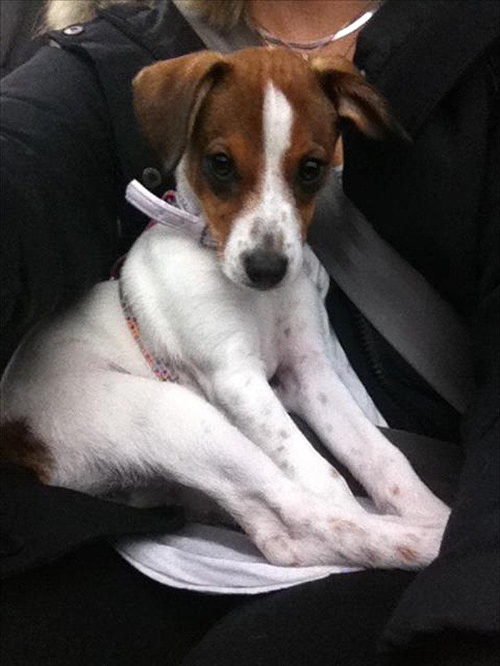 Blanding af racer Mira billede 9