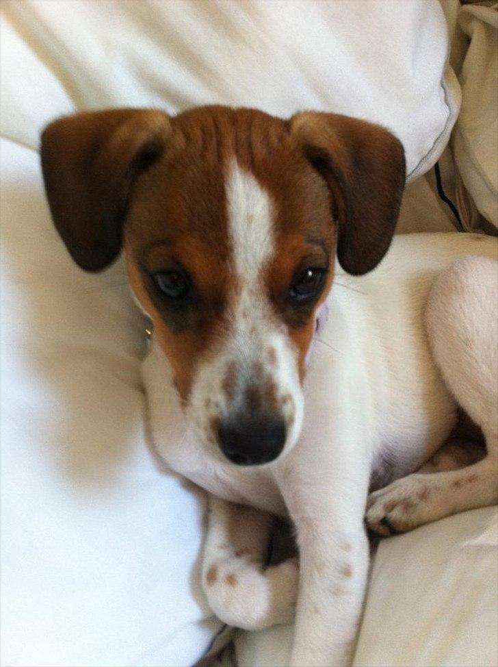 Blanding af racer Mira billede 10