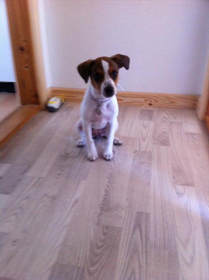 Blanding af racer Mira billede 11