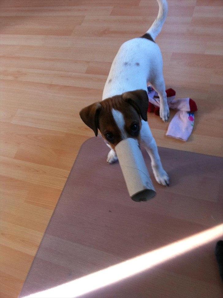 Blanding af racer Mira billede 12