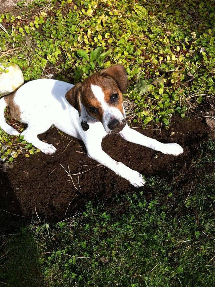 Blanding af racer Mira billede 13