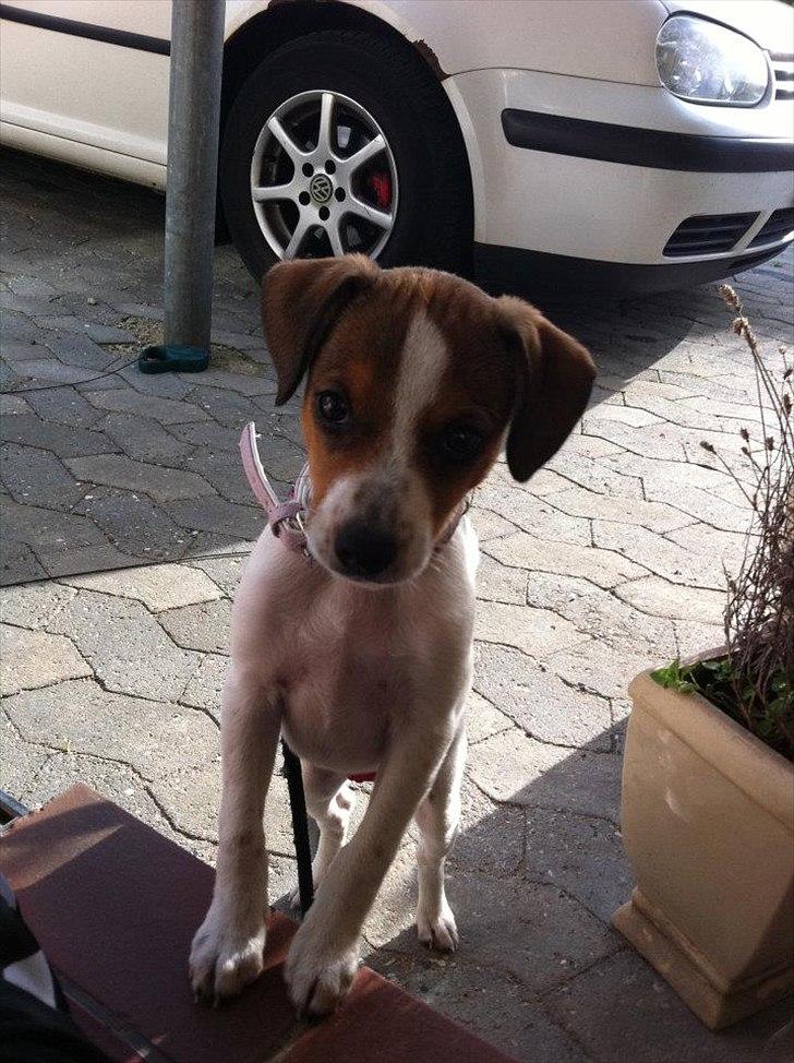 Blanding af racer Mira billede 14