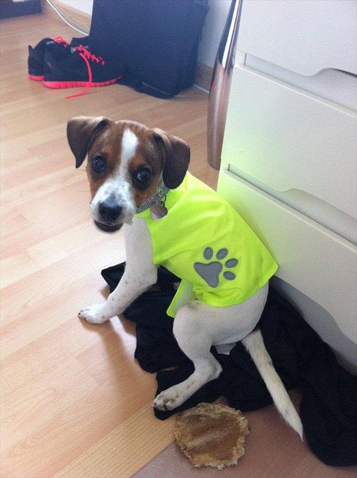 Blanding af racer Mira billede 15