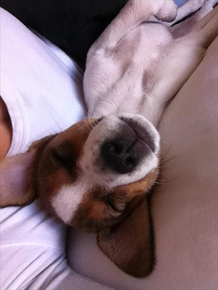 Blanding af racer Mira billede 16