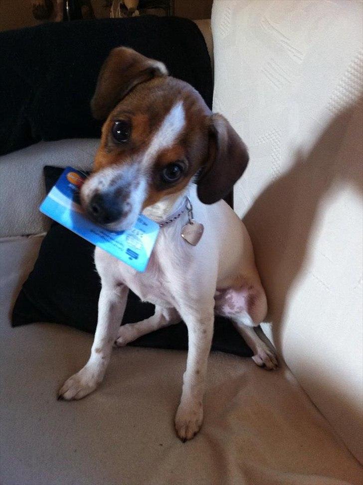 Blanding af racer Mira billede 17