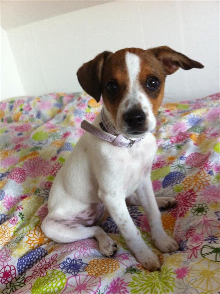 Blanding af racer Mira billede 18