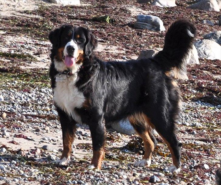 Berner sennenhund Shiba (Lotus' Sofie) - Strandbabe i oktober 2011. billede 8