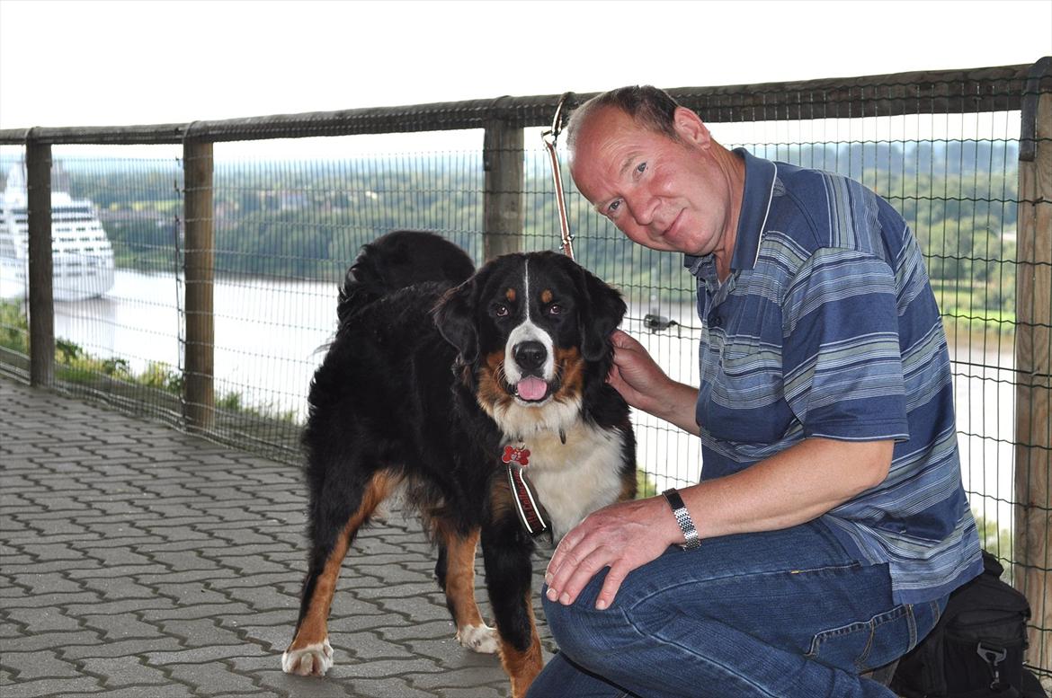 Berner sennenhund Shiba (Lotus' Sofie) - September 2011, Tyskland billede 9