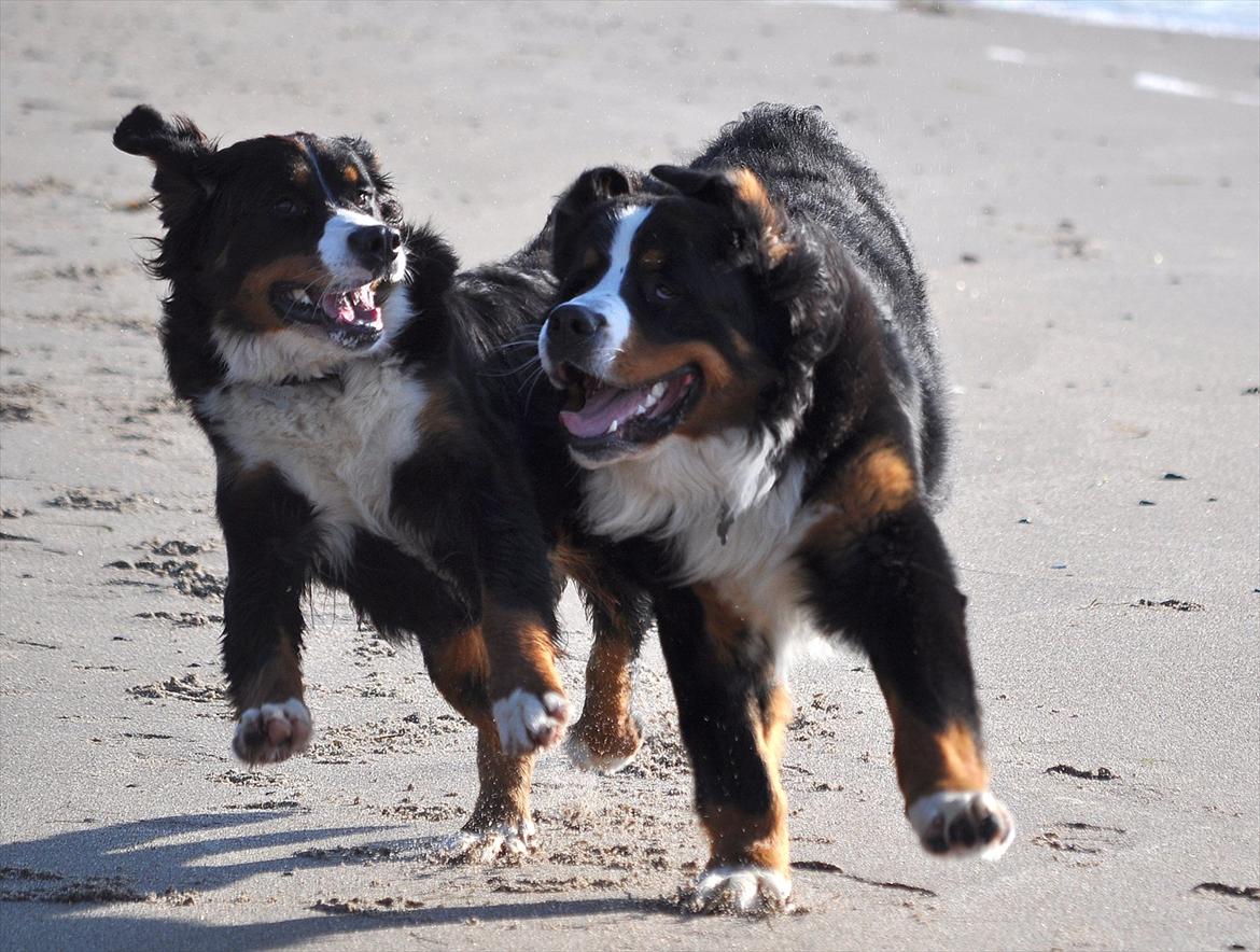 Berner sennenhund Shiba (Lotus' Sofie) - Væddeløbsbamser, okt. 2011. billede 7