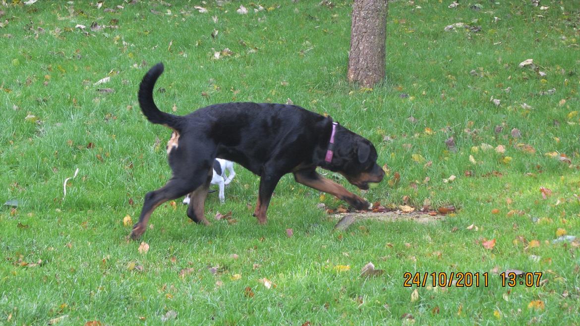 Rottweiler Vindelsbo's Boogie Woogie (Bella) [himmelhund] - Bella i haven :) billede 16