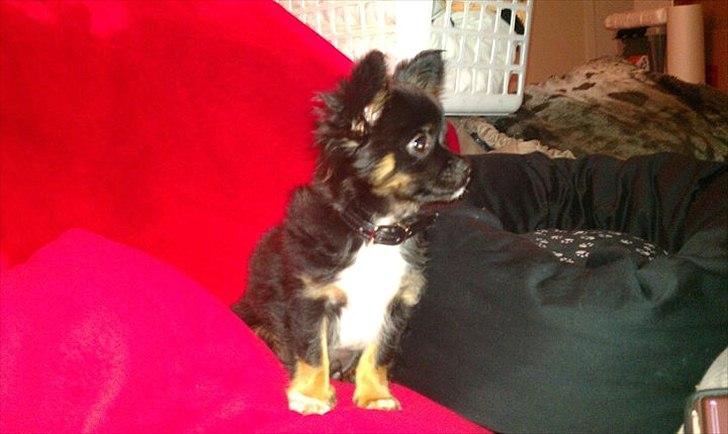 Chihuahua Chano - Chano, da vi lige havde fået ham billede 19