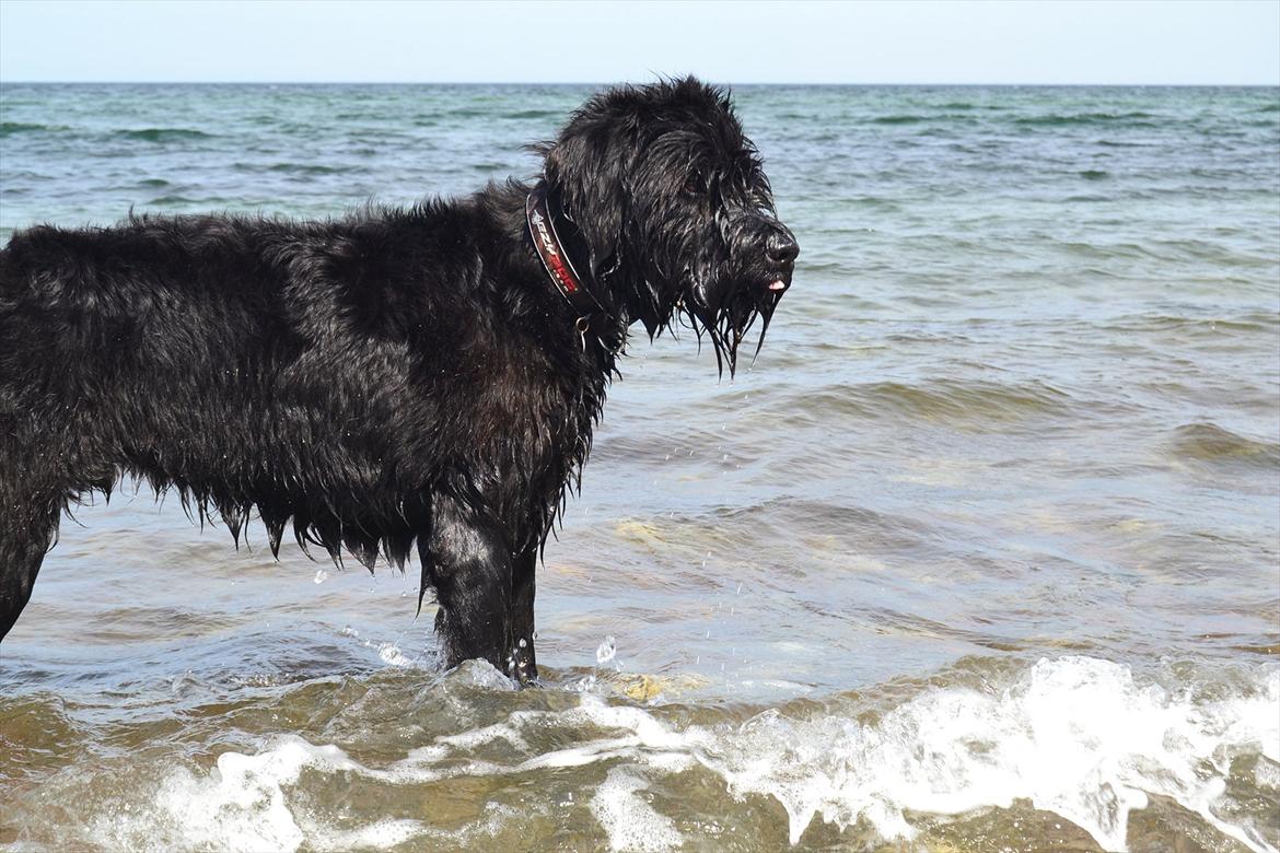 Riesenschnauzer  Doolittle's Odin - Fotografen: Ida Jensen billede 3