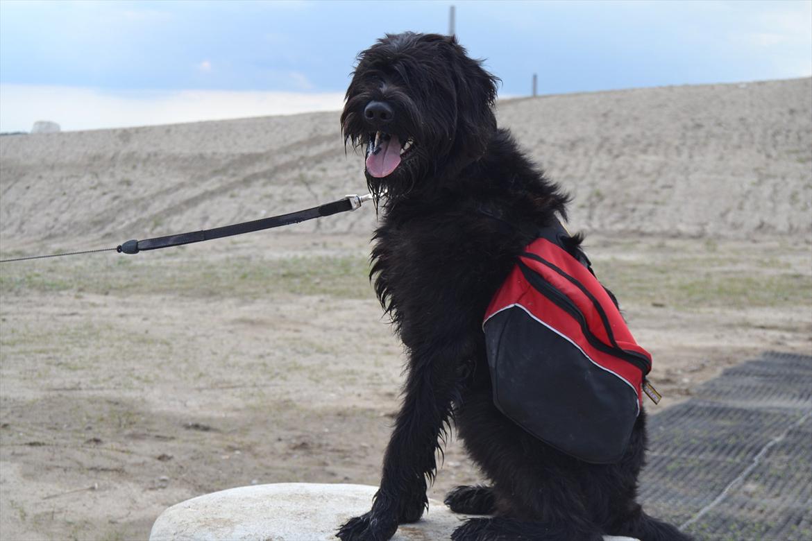 Riesenschnauzer  Doolittle's Odin - Tak for besøget, smid gerne en kommentar og en bedømmelse, så ville jeg blive glad! :-D.
Fotografen: Ida Jensen billede 20