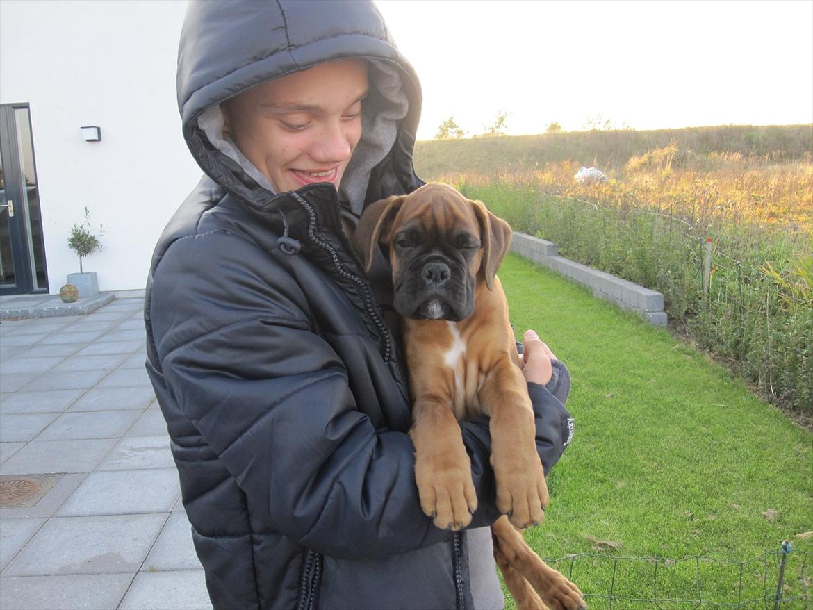 Boxer Buster [Delehund] <3 - Buster og fætter ;) 23/10-11 billede 14