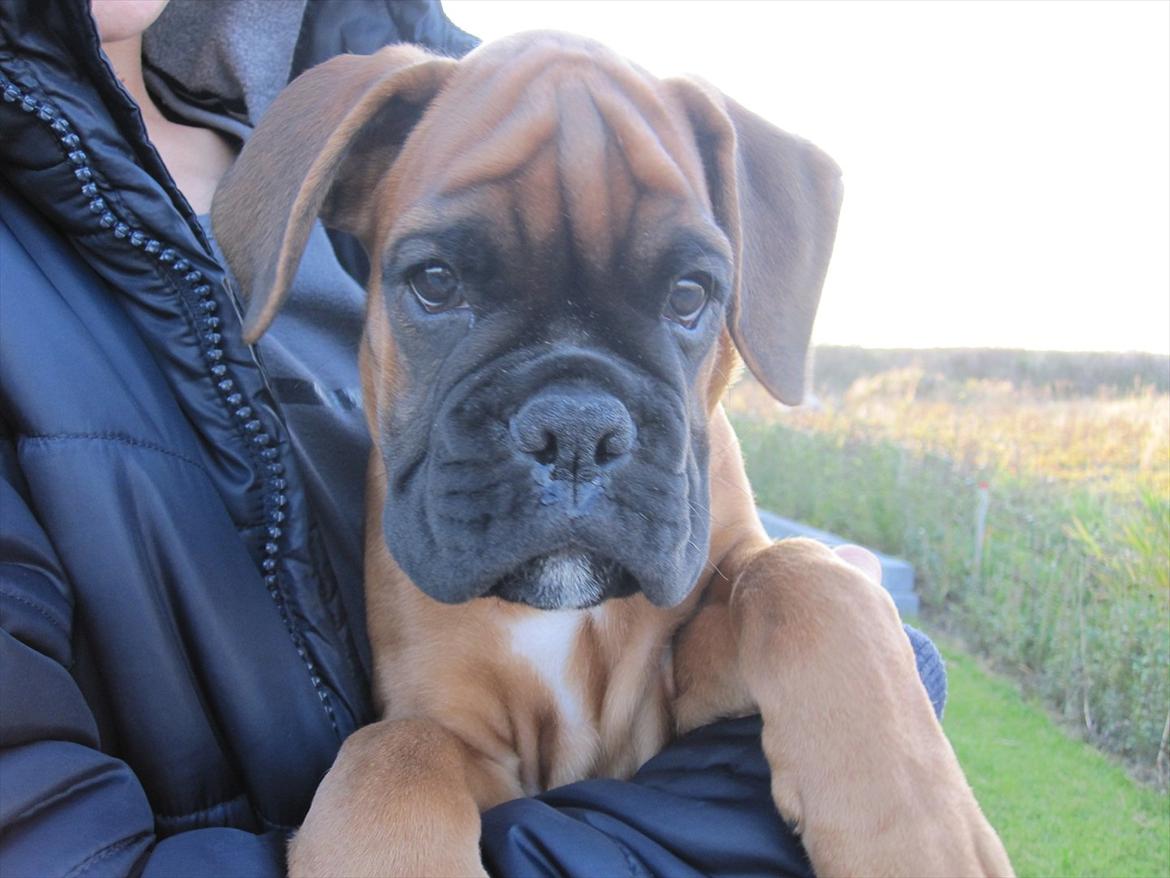 Boxer Buster [Delehund] <3 - Cutieface! <33 billede 15
