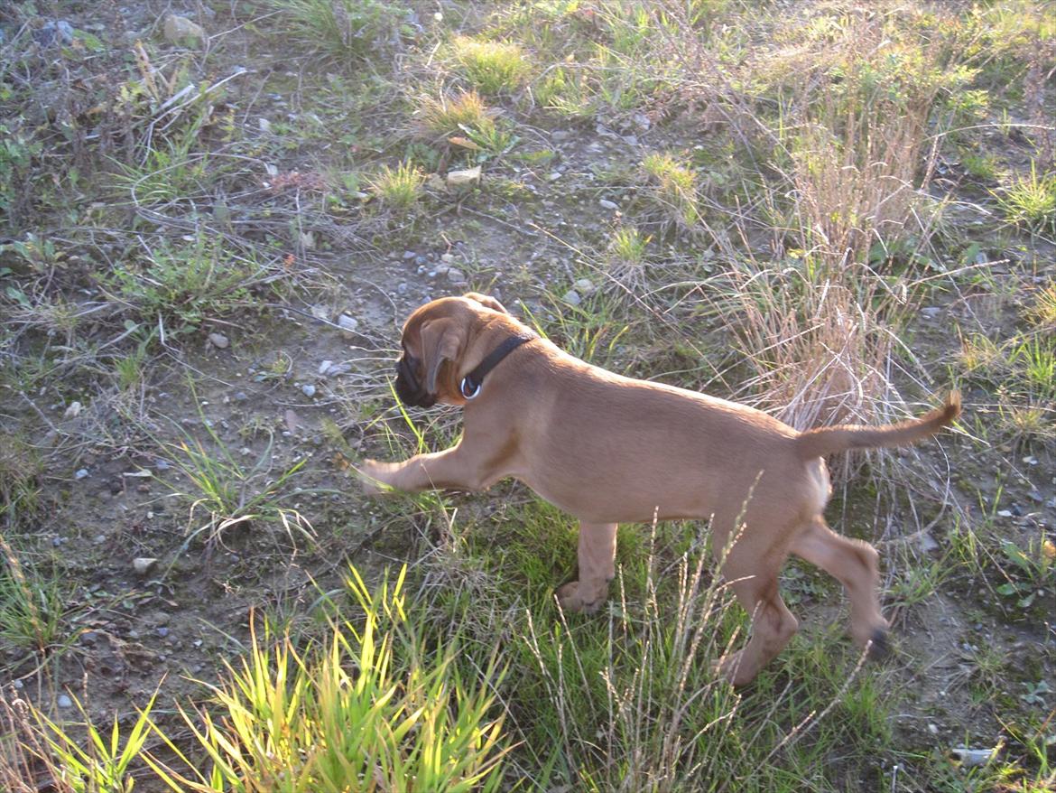 Boxer Buster [Delehund] <3 - Det lange ben foran ;) billede 16