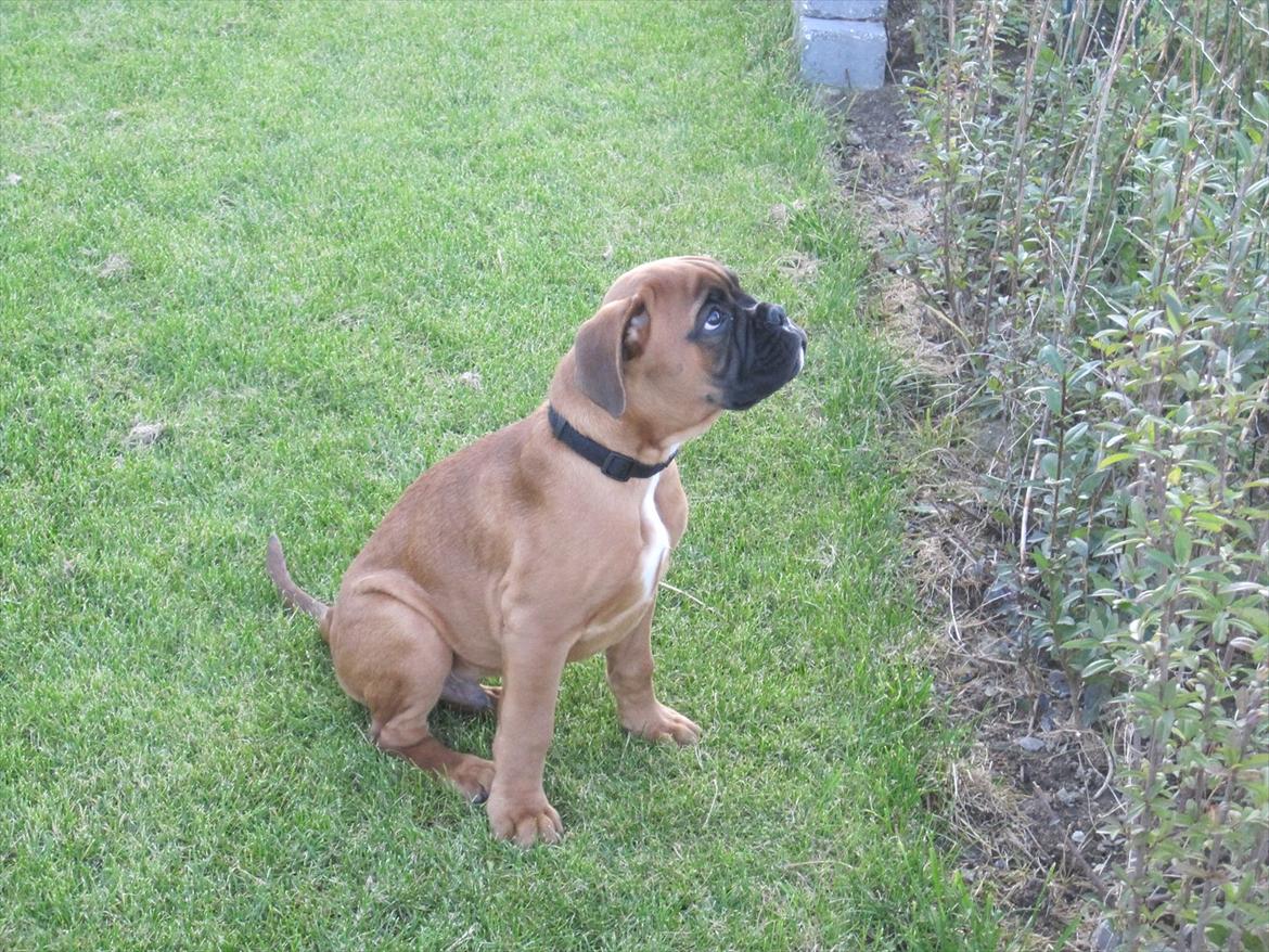 Boxer Buster [Delehund] <3 - Sidde pænt :) billede 17