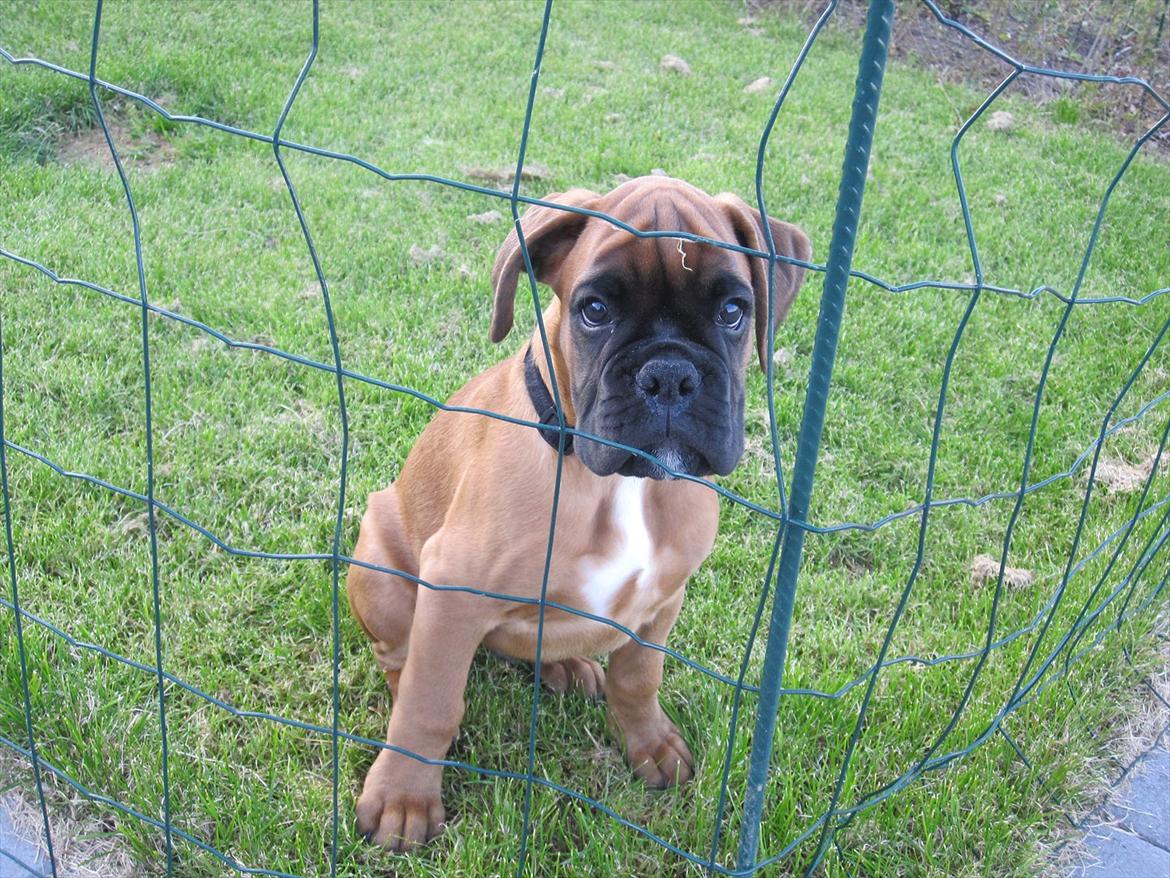 Boxer Buster [Delehund] <3 - Da mig og min mor skulle køre over til min far så Buster efter os fra hegnet ;) Jeg tror gerne han ville med xD billede 18