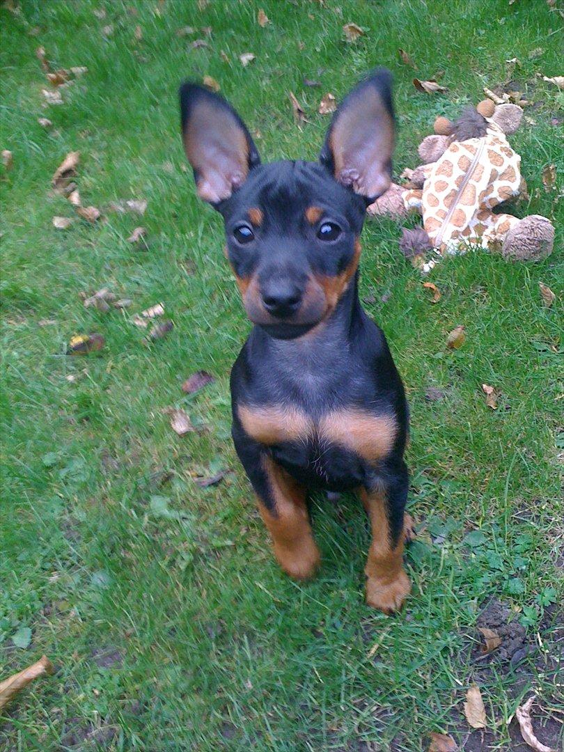 Blanding af racer Cisco billede 11