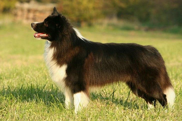Border collie Tempo - NYT 22 måneder gammel billede 2