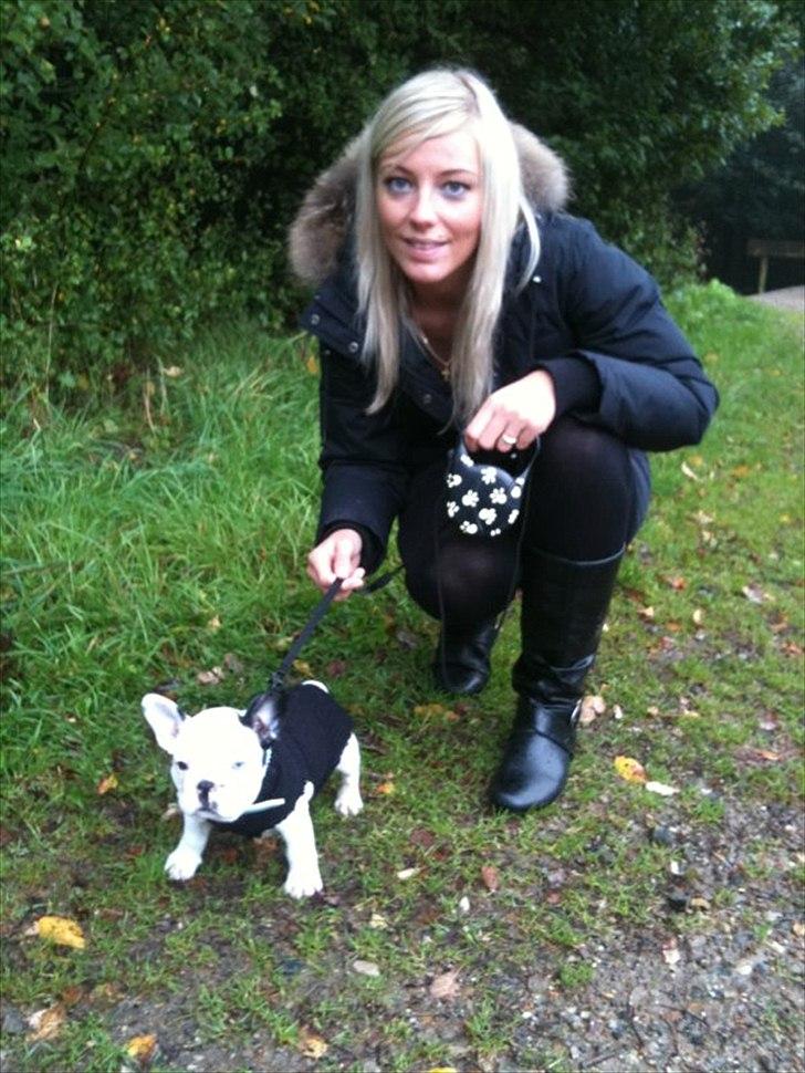 Fransk bulldog Timon billede 6