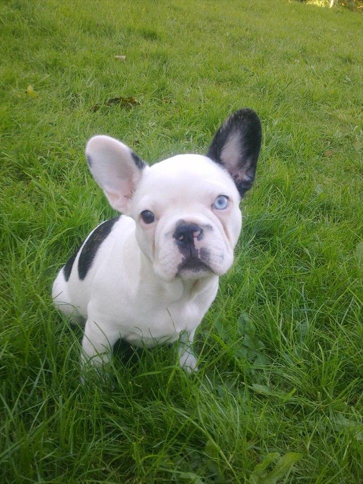 Fransk bulldog Timon billede 7