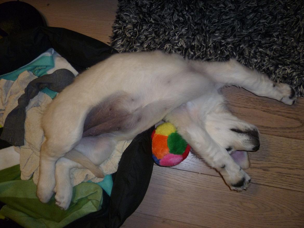 Golden retriever Nova (Vesterlands Gammie) billede 13