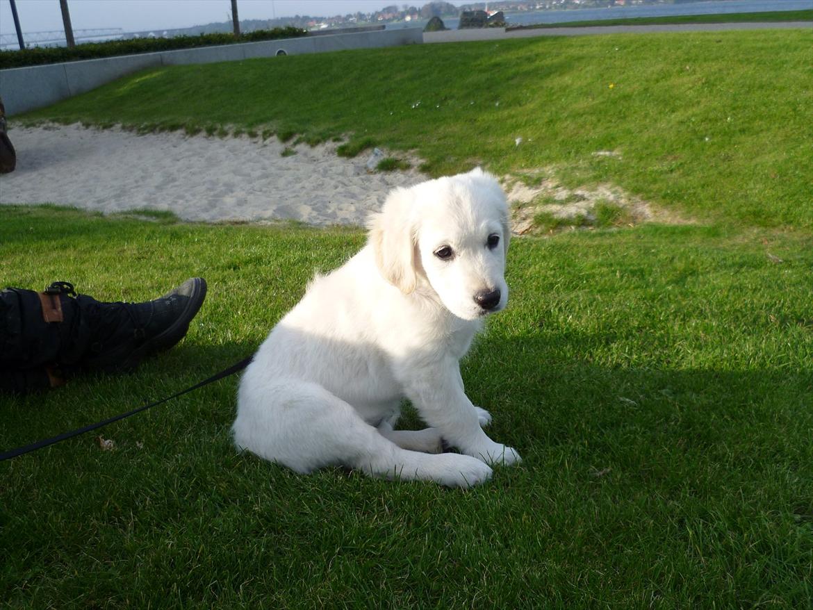 Golden retriever Nova (Vesterlands Gammie) billede 14